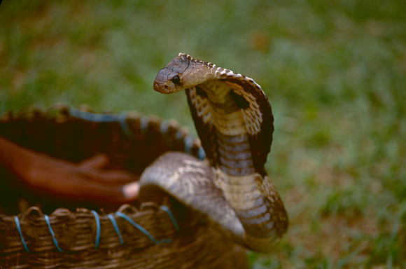 Young boy with live Cobra.