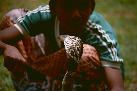 Young boy with live Cobra.