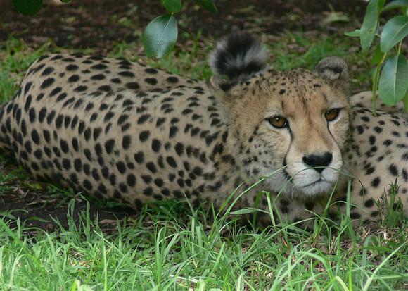 Cheetah at Inkwenkwezi Game Reserve, South Africa