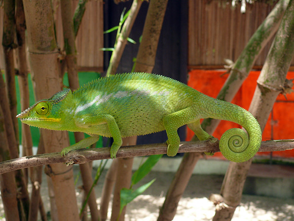 Calumma Parsoniia  chameleon.