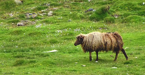 Faroe Islands - Torshavn