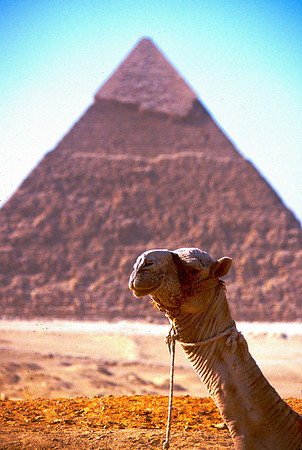 Camel in front of a Pyramid.