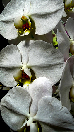 Da Lat Flower Park