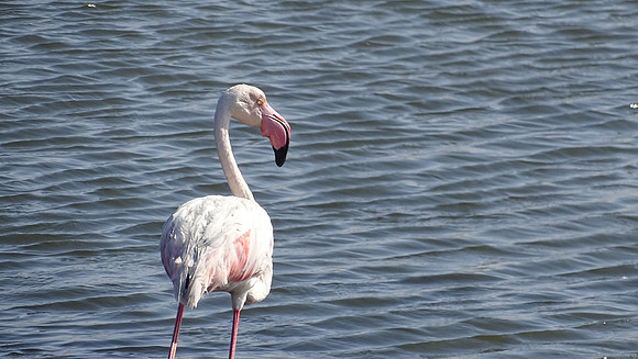 Flamingos of Namibia