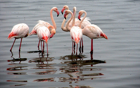 Flamingos of Namibia