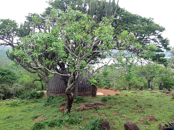 Scene of Zulu Village overlooking Phobane Lake