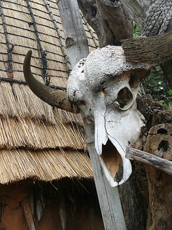 Animal skull in Zulu village