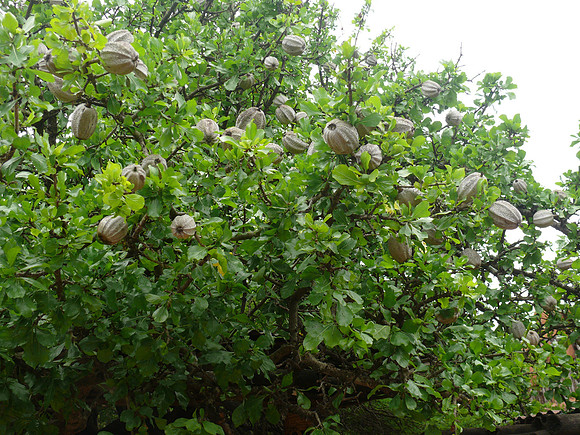 Unusual tree with large seed pods.