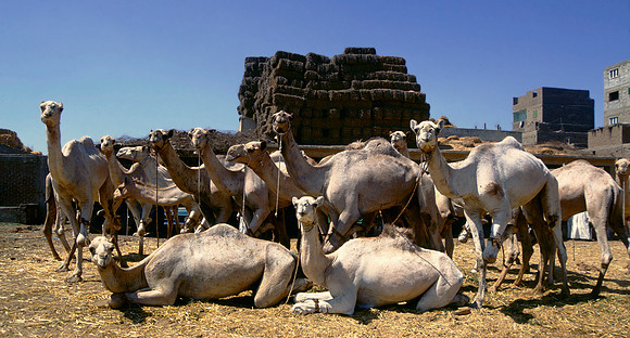 Camels pose for picture.