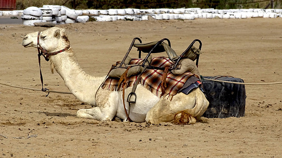 Camels of the desert.