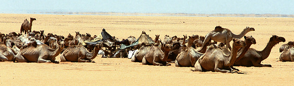 Camel caravan