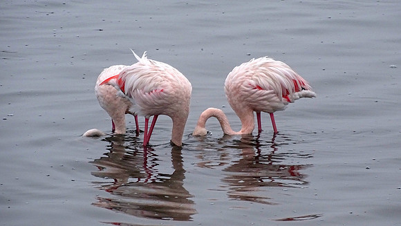 Flamingos of Namibia