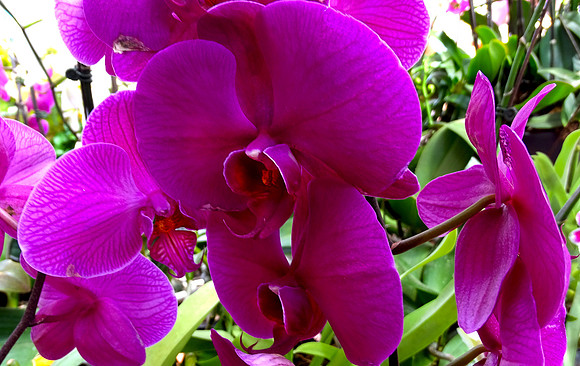 Da Lat Flower Park