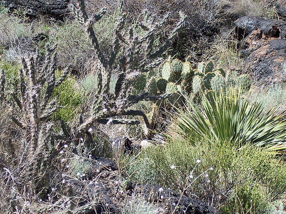 UtahRW2007 311.jpg