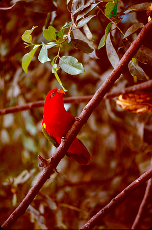 Chattering Lory (Lorius Garrulus)