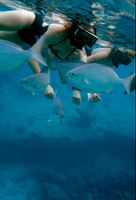 Snorkler feeding fish