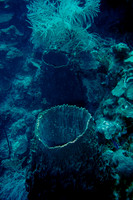 Two barrel corals
