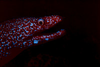 Moray eel