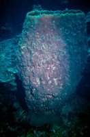 Barrel coral