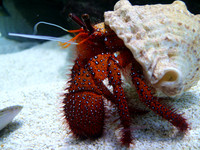 Hermit Crab