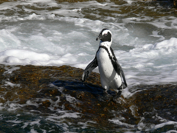 Boulders Beach near Simons Town, South Africa.