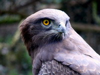 Birds of South Africa