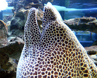 Large moray in South Africa