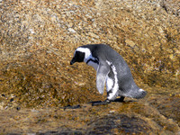 Boulders Beach near Simons Town, South Africa.
