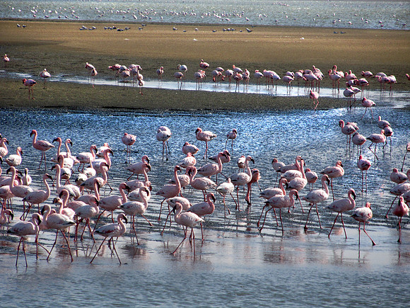 Flamingo's of Namibia