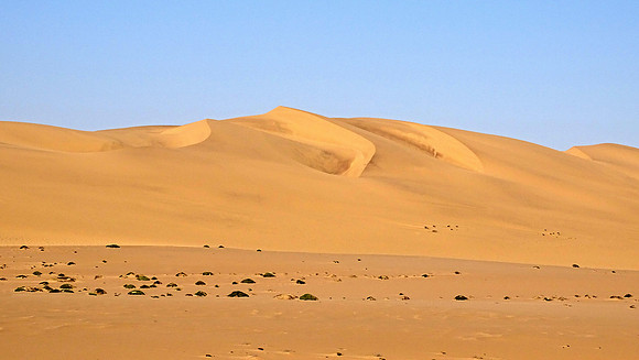 Miles of Dunes run along the coastal desert