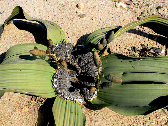 Rare Welwitschia Mirabilis Plant