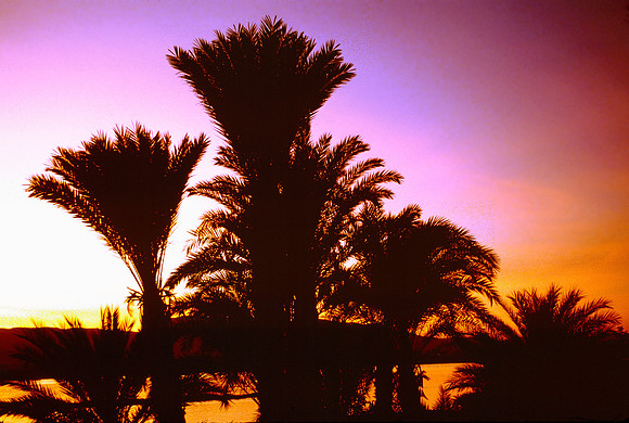 Sunset through the palms along the Nile River