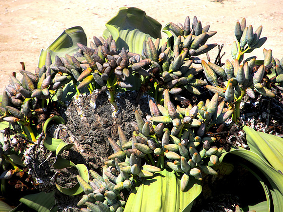 Rare Welwitschia Mirabilis Plant