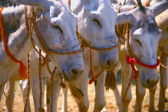 Three donkeys.