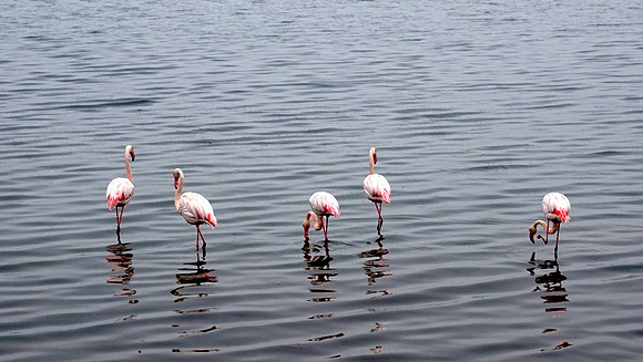Flamingos of Namibia