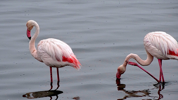 Flamingos of Namibia