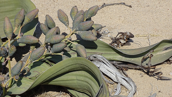 Rare Welwitschia Mirabilis Plant