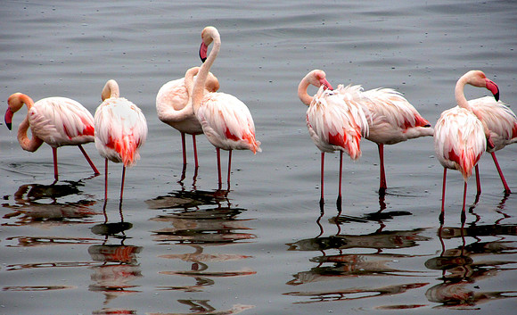 Flamingos of Namibia