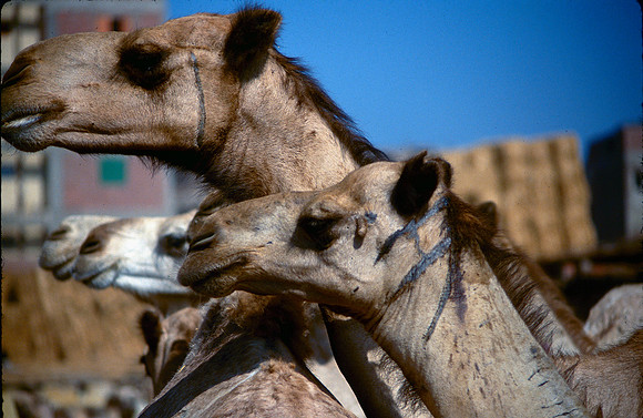 Camels lineup to have their picture taken.