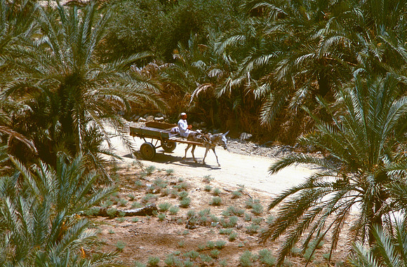 The Oasis at Siwa, Egypt