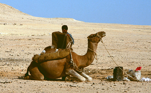 The Oasis at Siwa, Egypt