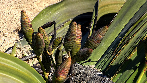 Rare Welwitschia Mirabilis Plant