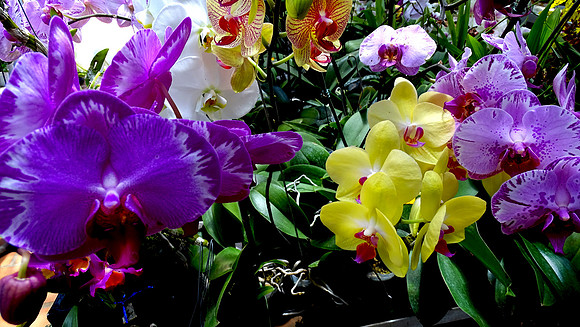 Da Lat Flower Park