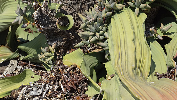 Rare Welwitschia Mirabilis Plant