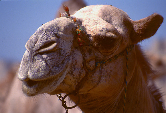 Camel with an arrogant attitude..