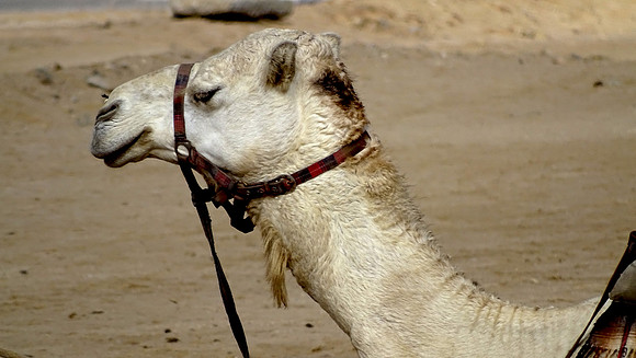 Camels of the desert.