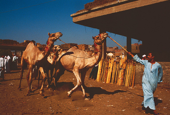 Leading three camels to the sale.