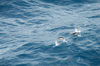 Penguins jumping near Elephant Island, Antarctica