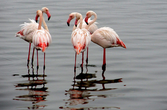 Flamingos of Namibia