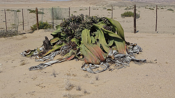 Rare Welwitschia Mirabilis Plant